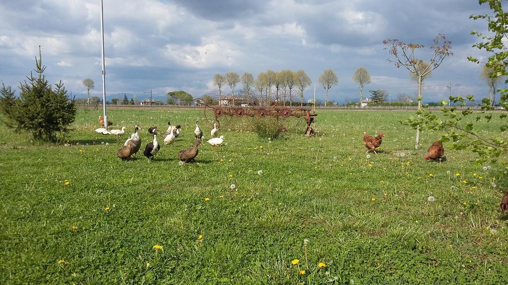 B&B Al Vecchio Confine Cervignano del Friuli Eksteriør bilde